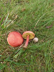 Boletus harrisonii