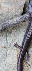 Plethodon stormi