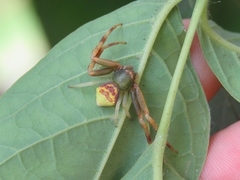 Runcinioides litteratus