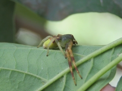 Runcinioides litteratus