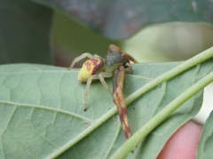 Runcinioides litteratus