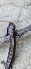 Plethodon stormi