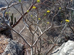 Pittocaulon velatum