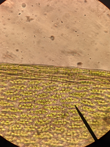 Image of Rosulabryum canariense by no rights reserved