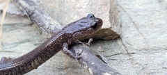 Plethodon stormi