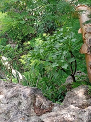 Pittocaulon velatum
