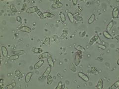Dacrymyces minor