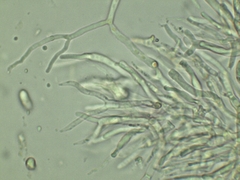 Dacrymyces minor