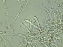 Dacrymyces minor