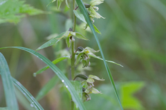 Epipactis papillosa