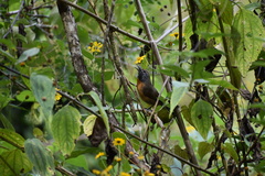 Pheugopedius rutilus