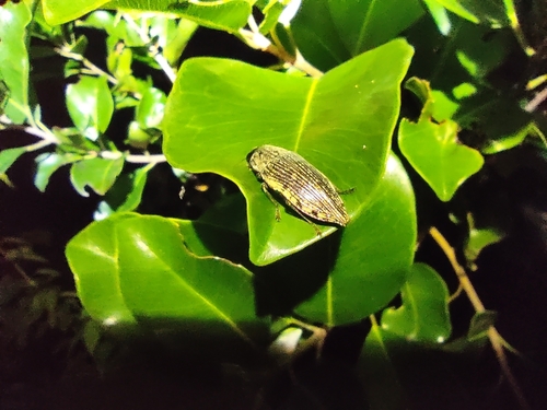 Lampetis patruelis