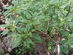 Pittocaulon velatum