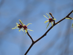 Hamamelis japonica