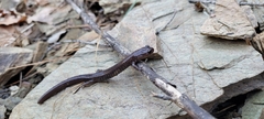 Plethodon stormi