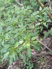 Pittocaulon velatum