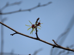 Hamamelis japonica