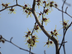 Hamamelis japonica