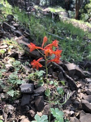 Delphinium nudicaule