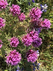 Castilleja exserta