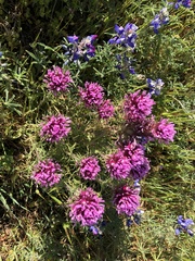 Castilleja exserta