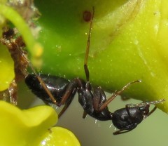 Camponotus flavomarginatus