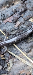 Plethodon stormi