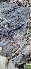 Plethodon stormi