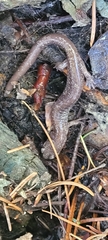 Plethodon stormi
