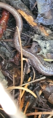 Plethodon stormi