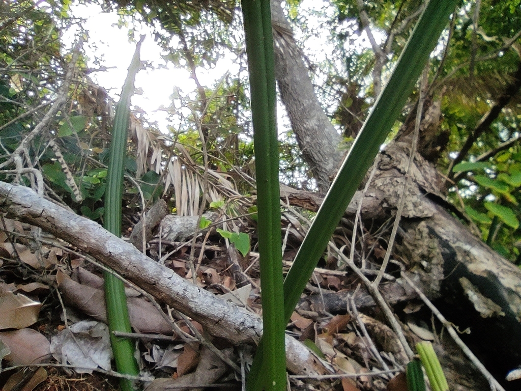 Sansevieria canaliculata Carrière