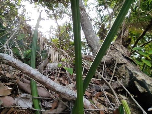 Starfish Snakeplant (Sansevieria canaliculata)