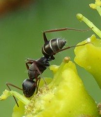 Camponotus flavomarginatus