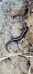 Plethodon stormi