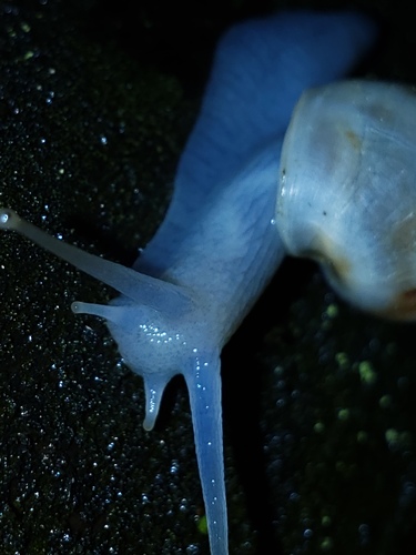Drymaeus dormani image
