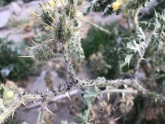 Solanum fructu-tecto