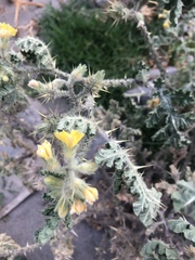 Solanum fructu-tecto