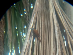 Berlepschia rikeri