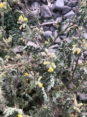 Solanum fructu-tecto