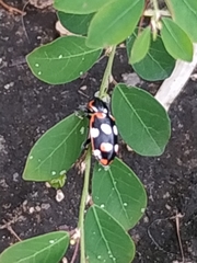 Eriopis connexa