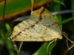 Neoterpes edwardsata