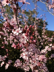 Prunus cerasifera pissardii