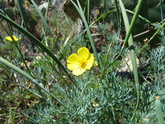 Eschscholzia ramosa