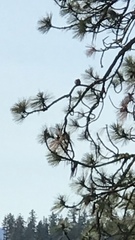 Glaucidium gnoma