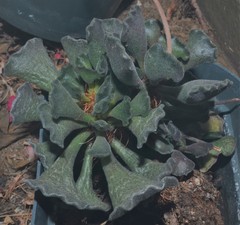 Adromischus cristatus