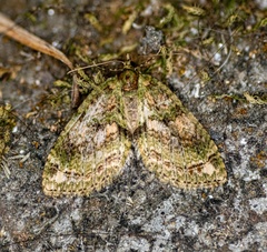 Larentiinae