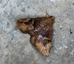 Ommatophora luminosa