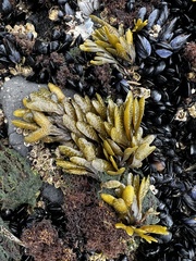 Pelvetiopsis limitata