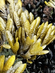 Pelvetiopsis limitata