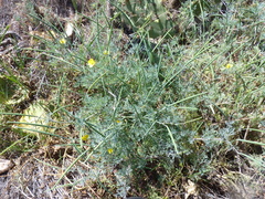 Eschscholzia ramosa